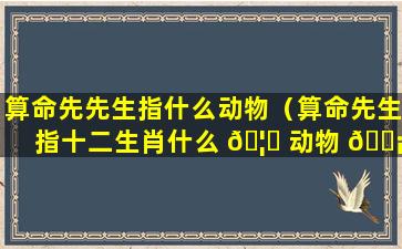 算命先先生指什么动物（算命先生指十二生肖什么 🦁 动物 🐡 ）